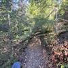 Wading through the fallen trees.