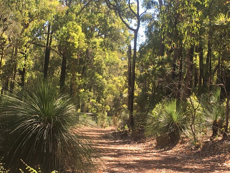Beautiful forest near Wungong campsite