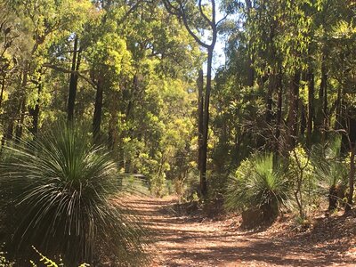 Beautiful forest near Wungong campsite
