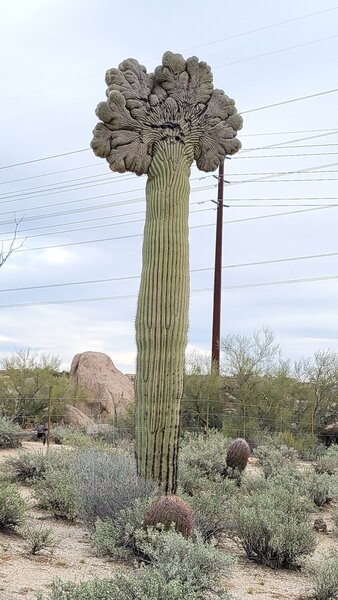 Crested Saguaro on the Sidewinder Trail.