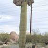 Crested Saguaro on the Sidewinder Trail.