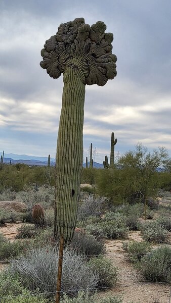 Crested Saguaro.