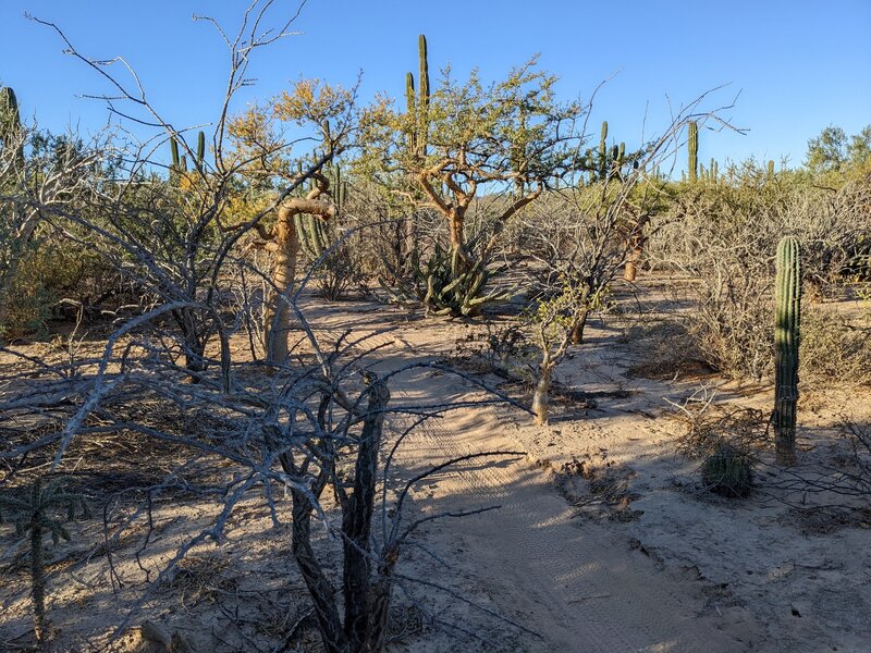 Trail through the cactus on Chris's Birthday trail (Blood, Sweat, and Haggis).