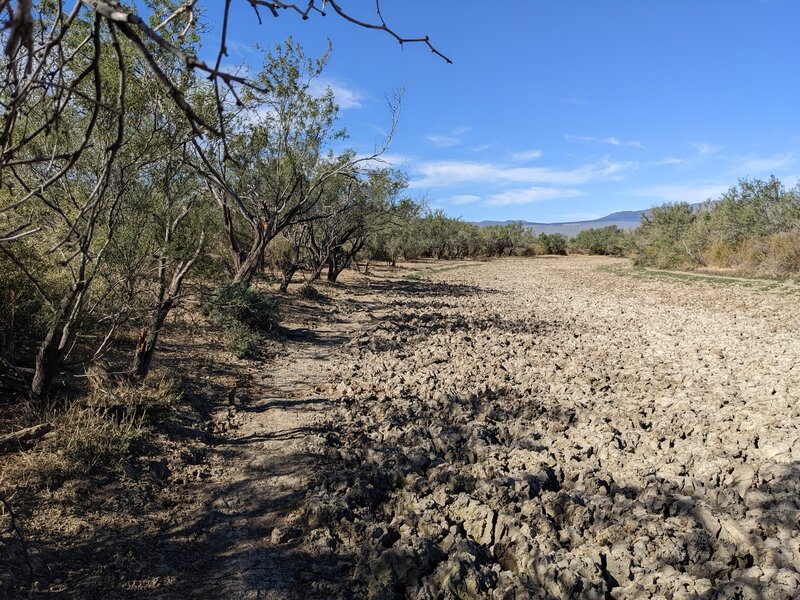 Lots of cow tracks make this section not so fun.