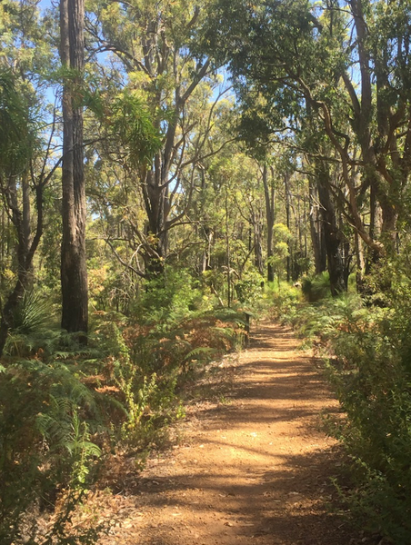 Munda Biddi trail between Wungong campsite and Jarrahdale town. Closer to the town the forest gets beautiful.