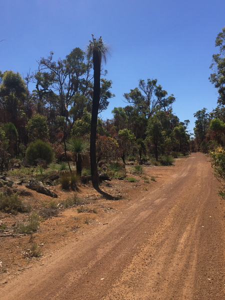 Large, very old  kingia growing along the Munda Biddi track between Wungong and Jarrahdale.