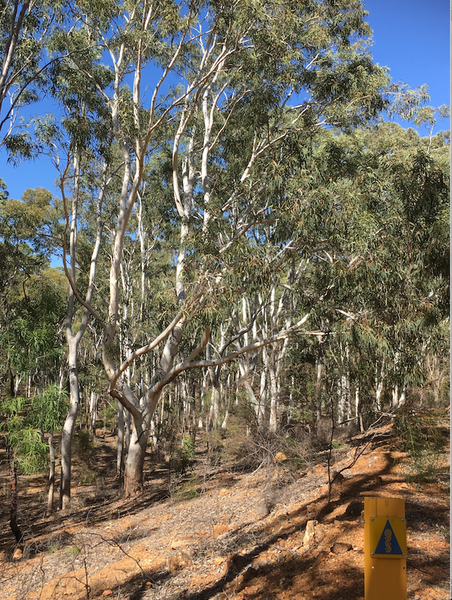 Stand of bullich trees along the Munda Biddi between Dandalup and Dwellingup.