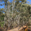 Stand of bullich trees along the Munda Biddi between Dandalup and Dwellingup.