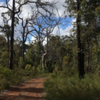 Once past the mining area, the forest is once again pleasant.