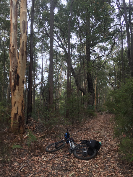 Along the Munda Biddi trail between Lake Brockman and Yarri campsite.