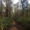 Munda Biddi Trail heading out of the Wellington National Park.