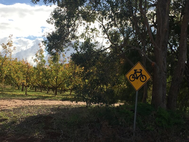 Munda Biddi cycle trail and apple orchards, coming into Donneybrook.