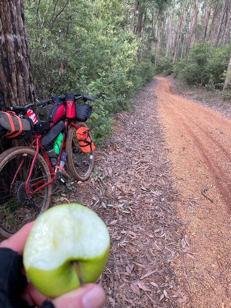 Munda Biddi trail in Mornington, between Yarri campsite and the town of Collie. Photo Credit: John de Bes