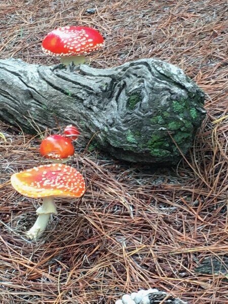 Along the Munda Biddi Trail "fairy" mushrooms can be found growing in the pine plantations.