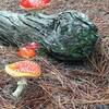 Along the Munda Biddi Trail "fairy" mushrooms can be found growing in the pine plantations.