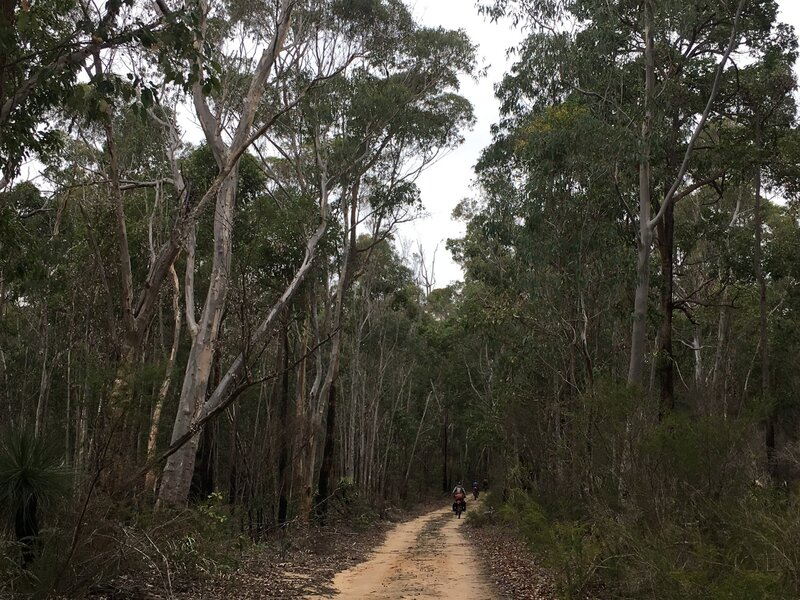 Along the Munda Biddi trail between Donneybrook and Jarrahwood