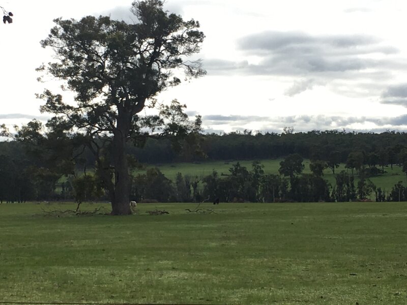 Some of the farmland along the Munda Biddi trail between Donneybrook and Jarrahwood.