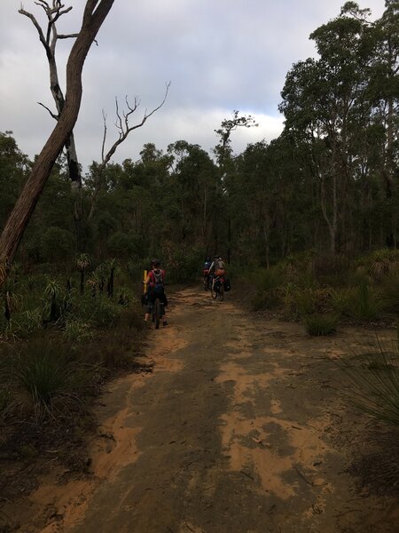 Bikepacking on the Munda Biddi trail between Donneybrook and Jarrahwood.