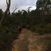 Bikepacking on the Munda Biddi trail between Donneybrook and Jarrahwood.