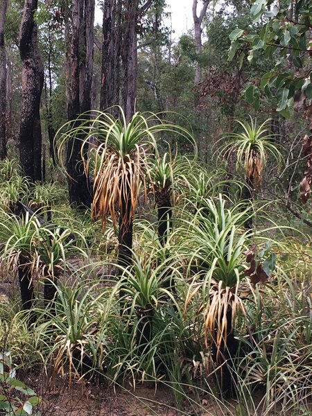 Stunning plant life along the Munda Biddi trail between Donneybrook and Jarrahwood.