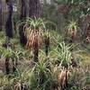 Stunning plant life along the Munda Biddi trail between Donneybrook and Jarrahwood.