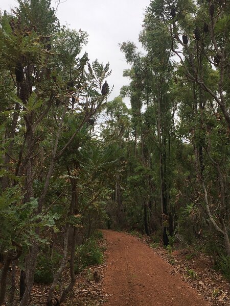 The Munda Biddi into Nannup is a rail trail through beautiful banksias.