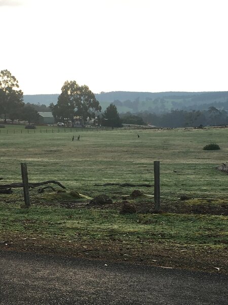 Kangaroos out in the pasture in the early morning mist.