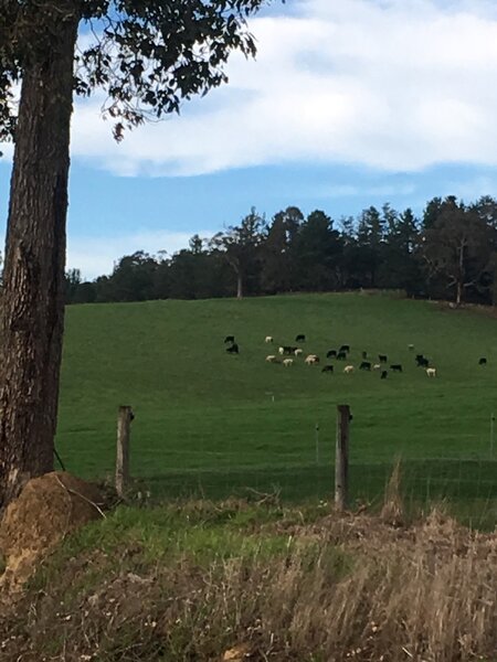 Some of the beautiful farmland as you leave Nannup on the Munda Biddi trail.