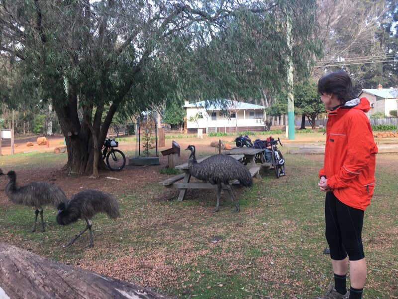 Donnelley River Village has friendly emus that will steal your lunch if you let them.