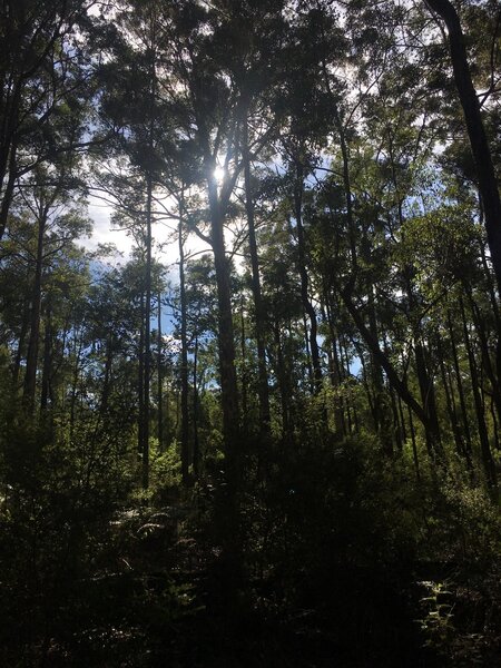 Som of the lush stunning forest as you come into Donnelley River Village on the Munda Biddi Trail