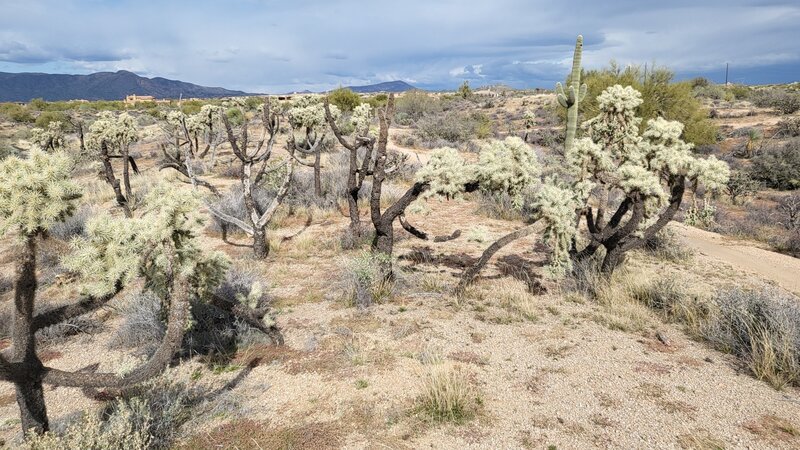 Lots of Cholla.