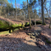 Exposed sandstone and rock garden along White Room East