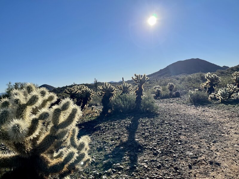Desert landscape of the trail.