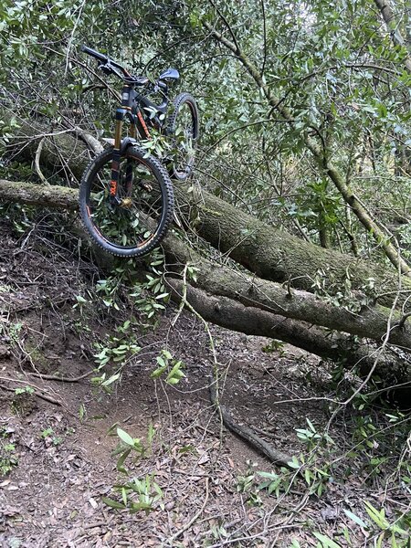 Crossing fallen tree.