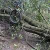 Crossing fallen tree.