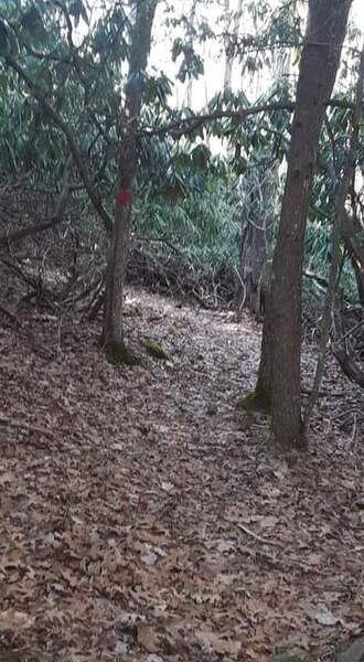 Part of the Natural Bridge trail in