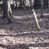 Part of the Natural Bridge Trail