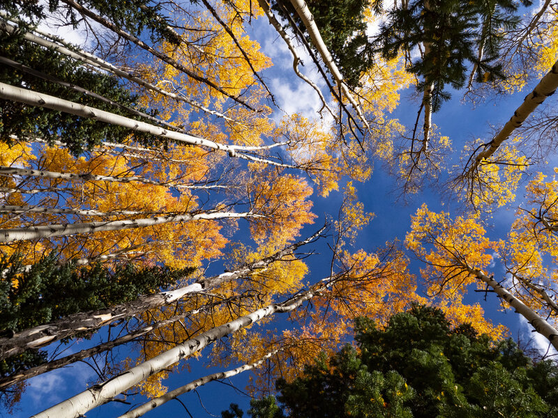 Falls aspens getting hot just above Frisco on the trail.