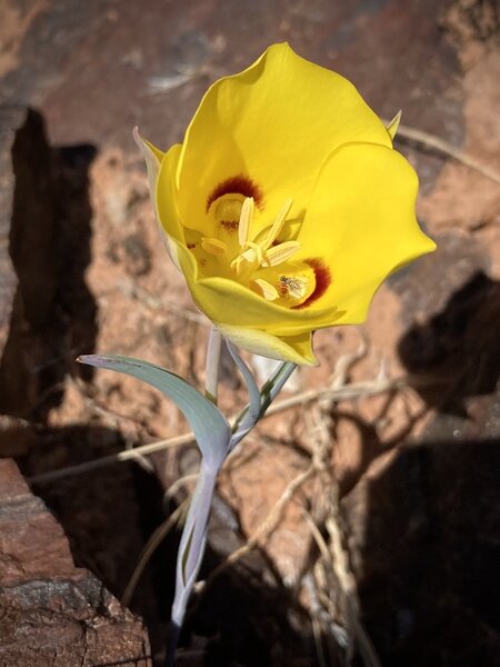 Golden Mariposa Lily