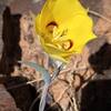 Golden Mariposa Lily