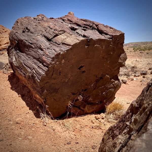 A petrified Auraucaria tree in Wolverine Petrified Forest