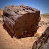 A petrified Auraucaria tree in Wolverine Petrified Forest