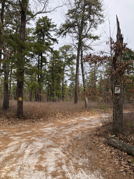 Turn right on Hay Rd - yellow blaze