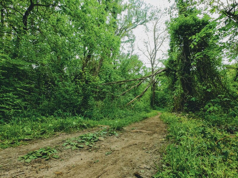 May 5th 2020; green forest; singletrack with smooth dirt on the trails