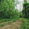 May 5th 2020; green forest; singletrack with smooth dirt on the trails