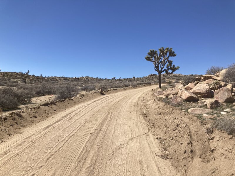 Lots of sand. Nice Joshua Trees.