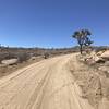 Lots of sand. Nice Joshua Trees.