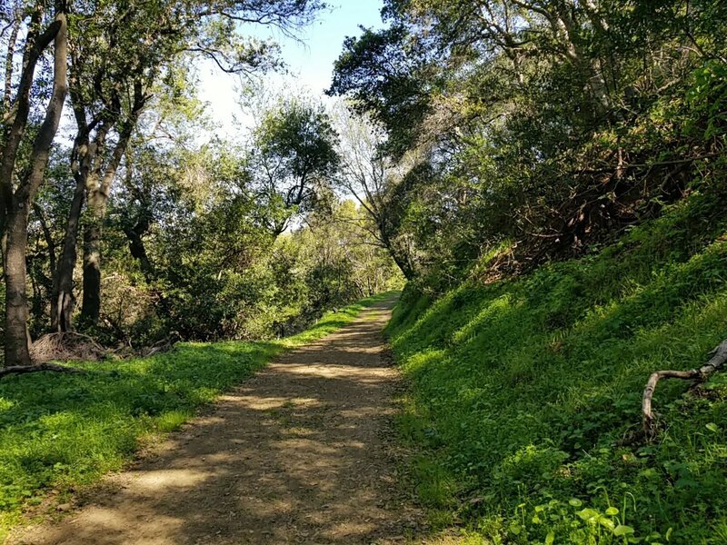 Through the forest of the Dutra Loop Trail