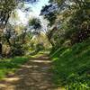 Through the forest of the Dutra Loop Trail