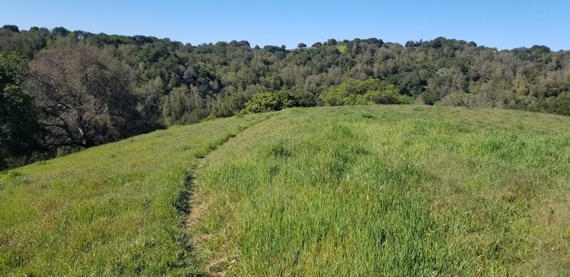 Beautiful grass in late winter on Franklin Ridge